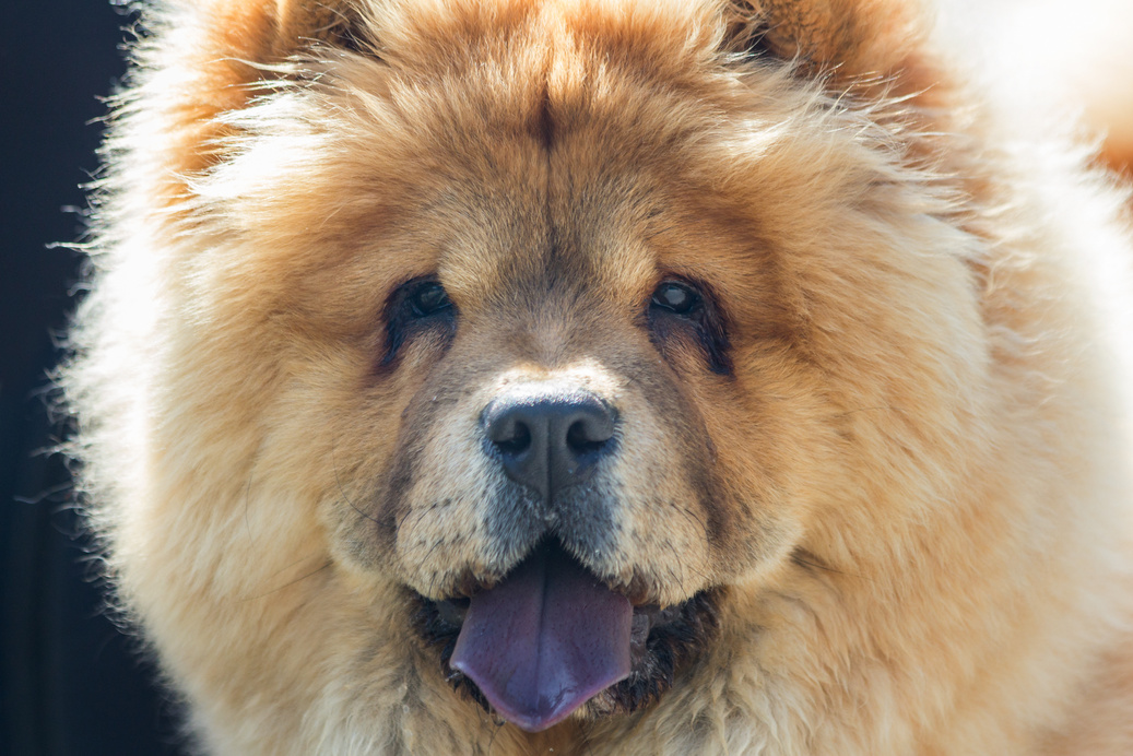 Red Chines  chow-chow dog close up portrait