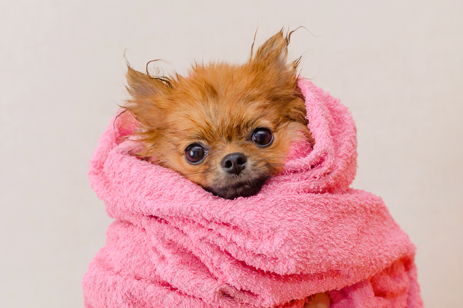 lovely pomeranian dog in a pink towel after bath, grooming
