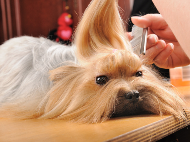A long-haired dog being groomed